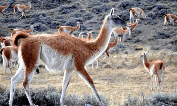 2207854-sequia-y-guanacos-amenazan-la-produccion-ganadera-en-la-cordillera-de-chubut