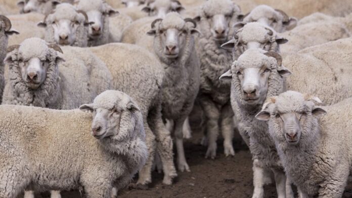 2564245-se-declaro-la-alerta-sanitaria-por-sarna-ovina-en-departamentos-de-chubut