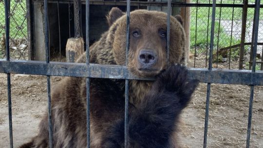 2977184-trasladan-a-dos-osos-pardos-y-una-tigresa-de-bengala-del-ex-zoologico-de-lujan-a-euro699ec0e3ef77d