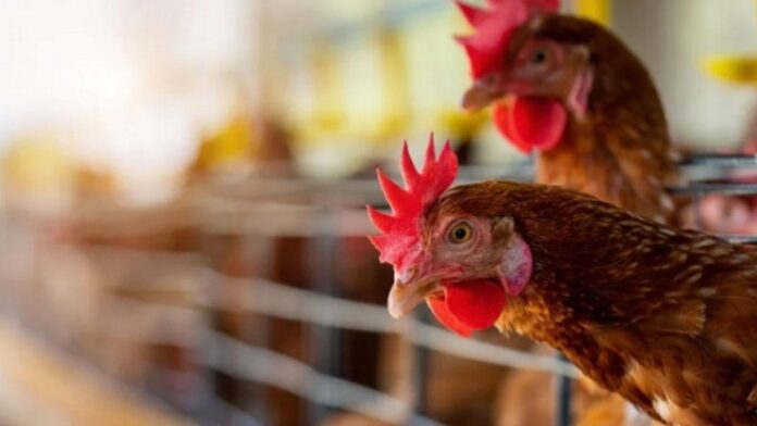 2981346-senasa-dispuso-el-cierre-de-exportaciones-por-brote-de-gripe-aviar